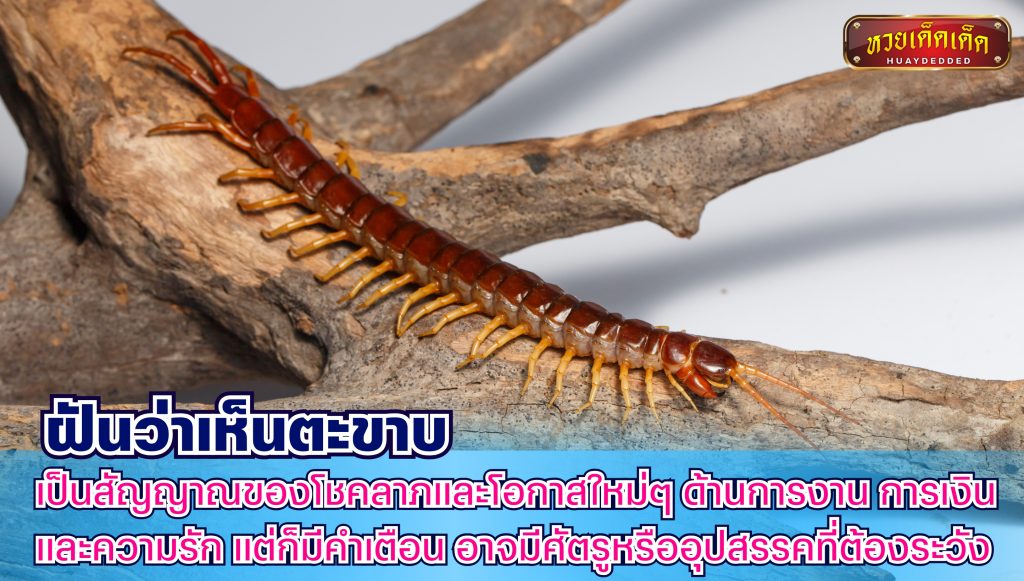 ฝันว่าเห็นตะขาบ สรุปคำทำนาย