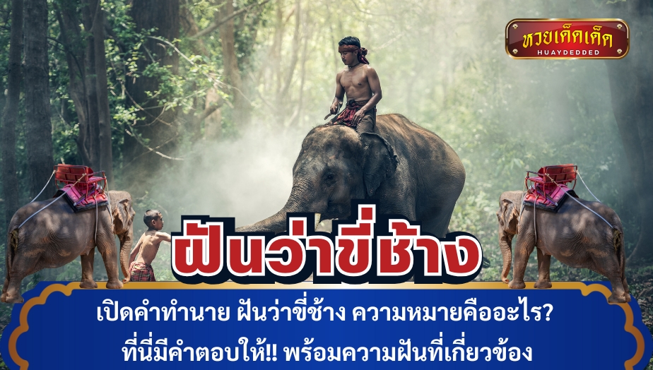 เปิดคำทำนาย ฝันว่าขี่ช้าง ความหมายคืออะไร? ที่นี่มีคำตอบให้!! พร้อมความฝันที่เกี่ยวข้อง