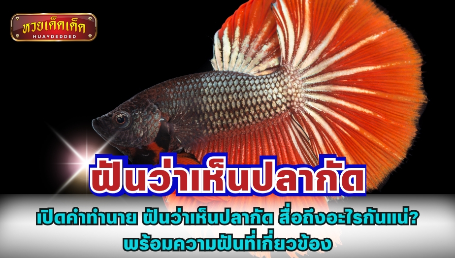 เปิดคำทำนาย ฝันว่าเห็นปลากัด สื่อถึงอะไรกันแน่? พร้อมความฝันที่เกี่ยวข้อง
