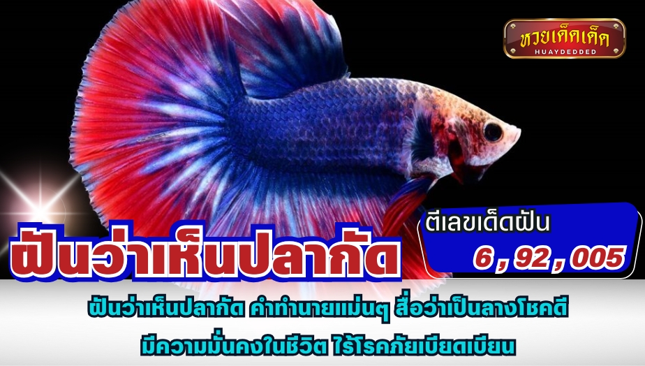 ฝันว่าเห็นปลากัด คำทำนายแม่นๆ สื่อว่าเป็นลางโชคดี มีความมั่นคงในชีวิต ไร้โรคภัยเบียดเบียน