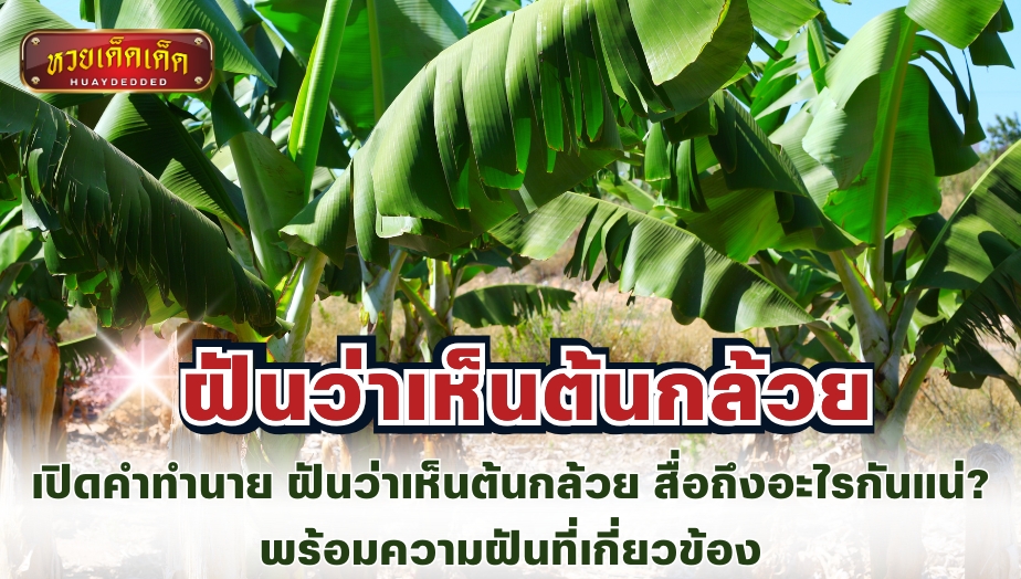 เปิดคำทำนาย ฝันว่าเห็นต้นกล้วย สื่อถึงอะไรกันแน่? พร้อมความฝันที่เกี่ยวข้อง