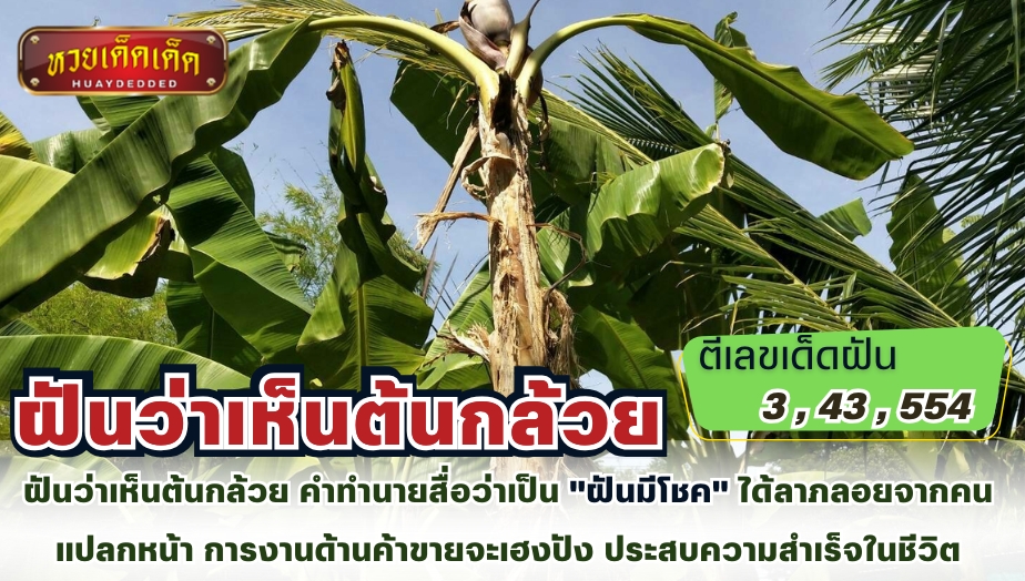 ฝันว่าเห็นต้นกล้วย คำทำนายสื่อว่าเป็น "ฝันมีโชค" ได้ลาภลอยจากคนแปลกหน้า การงานด้านค้าขายจะเฮงปัง ประสบความสำเร็จในชีวิต