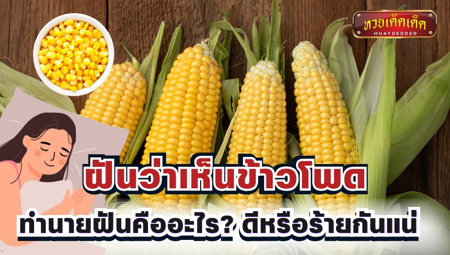 ฝันว่าเห็นข้าวโพด มีความหมายว่าอย่างไร?