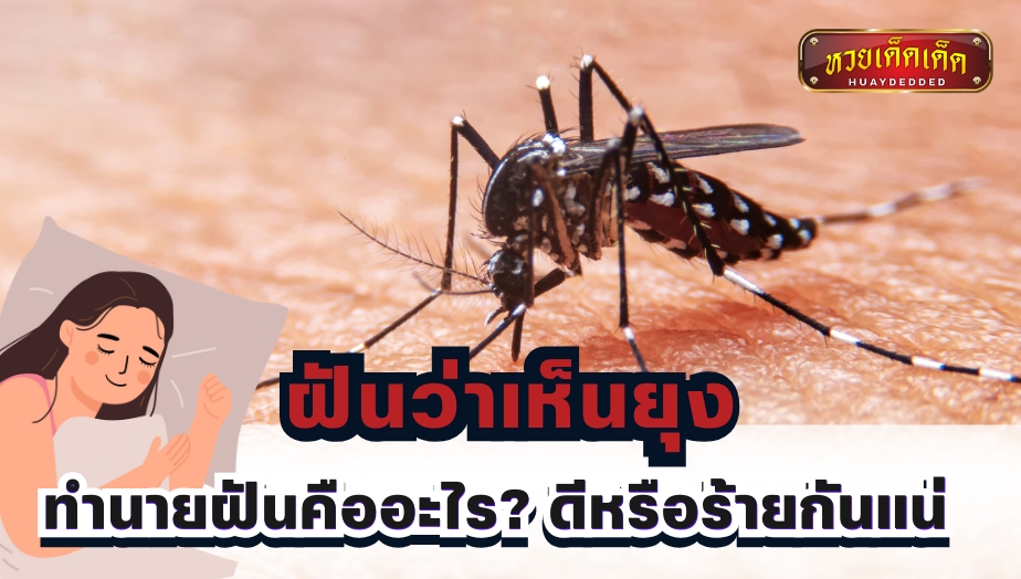 ฝันว่าเห็นยุง ความฝันนี้หมายถึงอะไร? พร้อมแนวทางเลขเด็ด