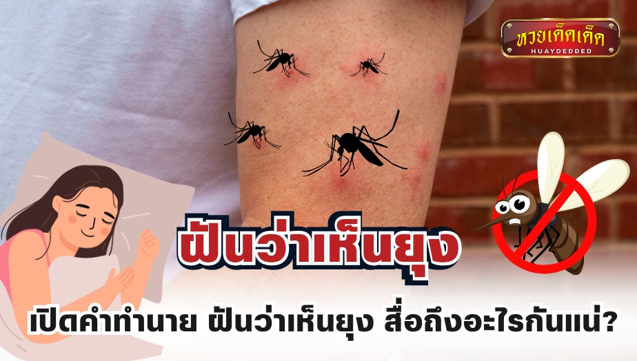 เปิดคำทำนาย ฝันว่าเห็นยุง สื่อถึงอะไรกันแน่?